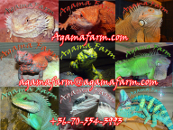 Agamafarm Agamafarm