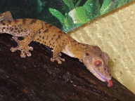 Uroplatus Uroplatus