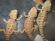 baby pogona baby pogonas