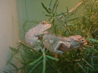 female