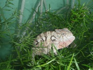 male