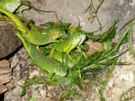 baby iguana baby iguana
