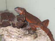 baby iguana2 baby iguana2