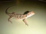 female