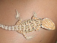 male