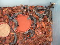 baby Tiligua baby Tiliqua