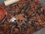 baby Tiliqua 2 baby Tiliqua 2