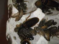 blaptica dubia blaptica dubia