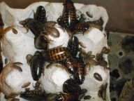 blaptica dubia blaptica dubia