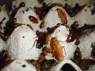 blatta lateralis blatta lateralis