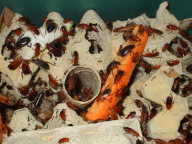 blatta lateralis blatta lateralis