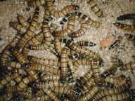 zophobas zophobas