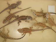 baby pogona baby pogonas