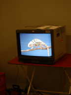 monitoron monitoron