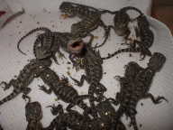 baby pogona1