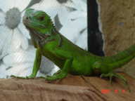 First Iguana