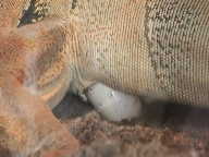 Dina laying eggs 3