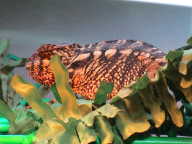 Female napozik Female napozik