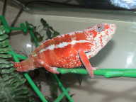 yunge male Red 3 yunge male Red 3