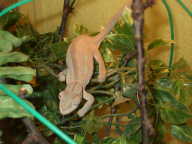 female female