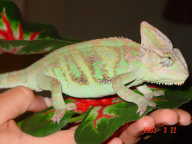 Sapi 2 Sapi 2