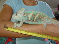 Sapi 20cm Sapi 20cm
