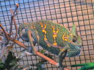 Betty female Betty female