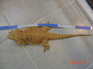 45 cm 45 cm