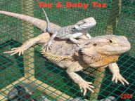 Taz & Baby Taz Taz & Baby Taz