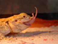 lakoma lakoma